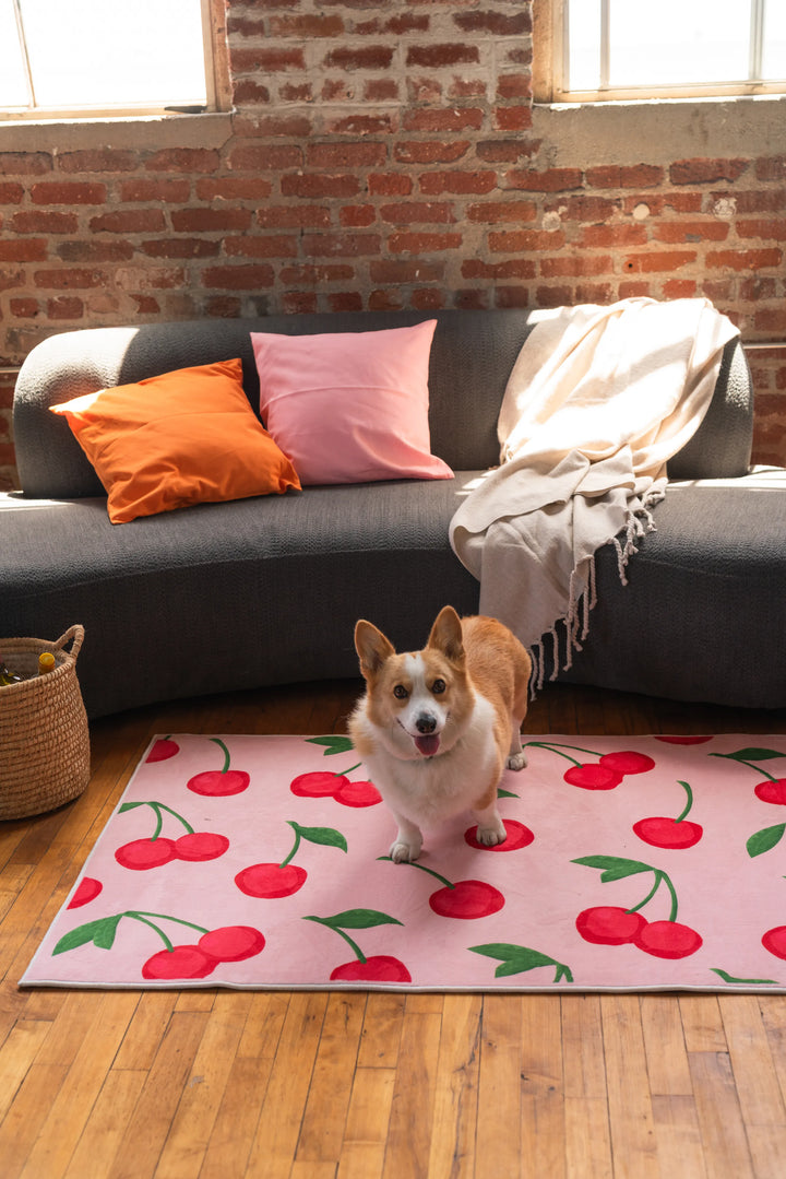 Corgi standing on a cute cherry rug in front of a grey sofa with colorful pillows in a sunlit living room