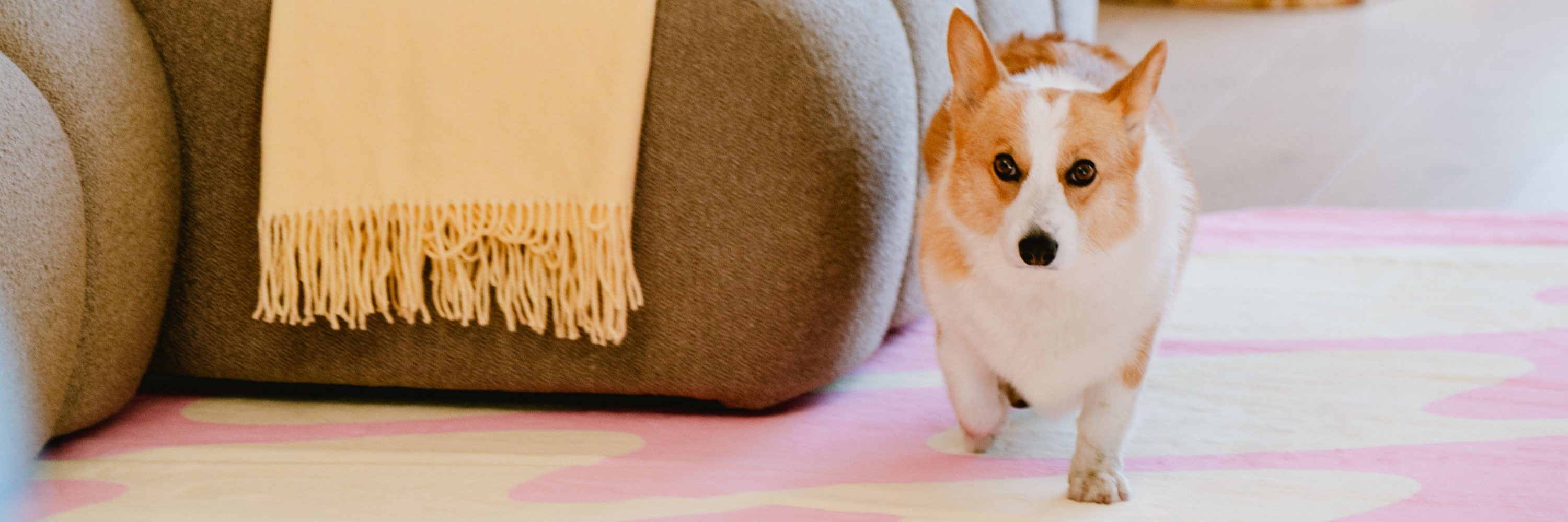 Lany Space Pet-Friendly Rugs PC Banner